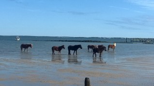 Wild Horses on Shackleford Banks, N.C. - Could this be my next writing topic for historical fiction or a scholarly paper?